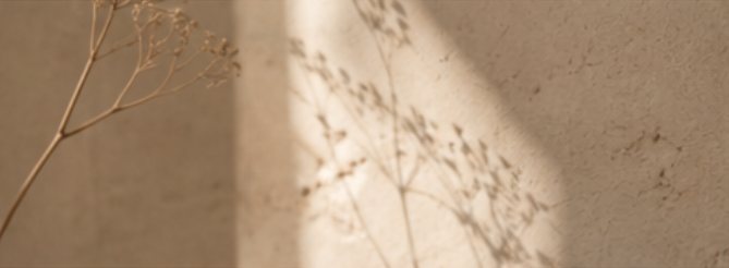Ombre de fleurs séchées sur un mur ensoleillé